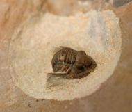 Dalejeproetus sagaouii Johnson & Fortey 2012
