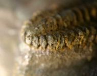 Placoparia cf.  zippei  (BOECK, 1827)