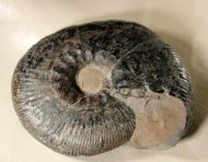 Dichotomites (Prodichotomites) hollwedensis (KEMPER 1978)