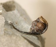 Cyphaspis ceratophthalmus (Goldfuss,1843)