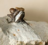 Cyphaspis ceratophthalmus (Goldfuss,1843)