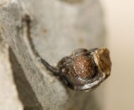 Cyphaspis ceratophthalmus (Goldfuss,1843)