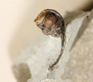 Cyphaspis ceratophthalmus (Goldfuss,1843)