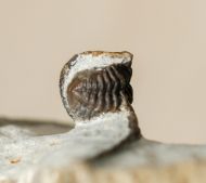 Cyphaspis ceratophthalmus (Goldfuss,1843)