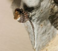 Cyphaspis ceratophthalmus (Goldfuss,1843)