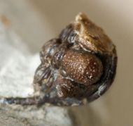 Cyphaspis ceratophthalmus (Goldfuss,1843)