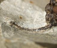 Cyphaspis ceratophthalmus (Goldfuss,1843)