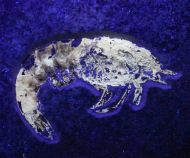 Franconipenaeus meyeri (OPPEL, 1862)