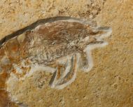 Franconipenaeus meyeri (OPPEL, 1862)