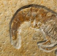 Franconipenaeus meyeri (OPPEL, 1862)