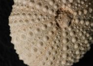 Echinostrephus molaris (Blainville, 1825)