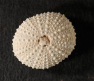 Echinostrephus molaris (Blainville, 1825)