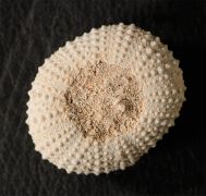 Echinostrephus molaris (Blainville, 1825)