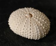 Echinostrephus molaris (Blainville, 1825)