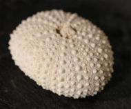 Echinostrephus molaris (Blainville, 1825)