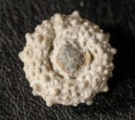 Goniopygus royanus (ARCHIAC, 1851)