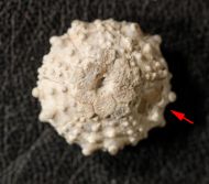 Goniopygus royanus (ARCHIAC, 1851)