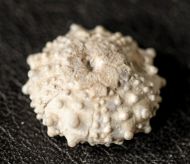 Goniopygus royanus (ARCHIAC, 1851)