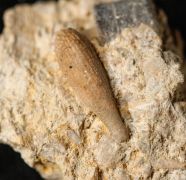 Paracidaris florigemma (PHILLIPS, 1829)