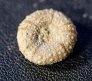 Polydiadema stellulata (AGASSIZ, 1839)