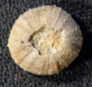 Polydiadema stellulata (AGASSIZ, 1839)