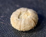 Polydiadema stellulata (AGASSIZ, 1839)