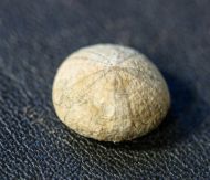 Discoidea karakaschi RENNGARTEN, 1926