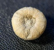 Discoidea karakaschi RENNGARTEN, 1926