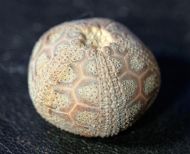 Microcyphus rousseaui (Agassiz & Desor 1846)