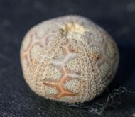 Microcyphus rousseaui (Agassiz & Desor 1846)