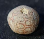 Microcyphus rousseaui (Agassiz & Desor 1846)