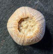 Microcyphus rousseaui (Agassiz & Desor 1846)