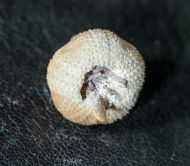 Microcyphus rousseaui (Agassiz & Desor 1846)