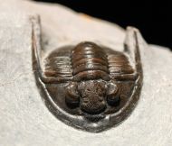 Diademaproetus sp.
