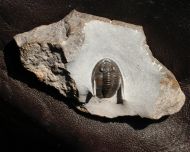 Diademaproetus sp.