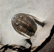 Diademaproetus sp.