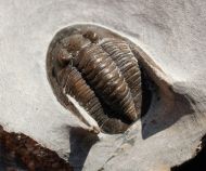 Diademaproetus sp.