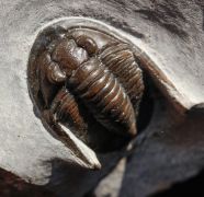 Diademaproetus sp.
