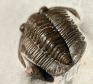Diademaproetus sp.
