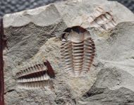 Ellipsocephalus hoffi (Schlotheim, 1823)