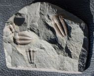Ellipsocephalus hoffi (Schlotheim, 1823)