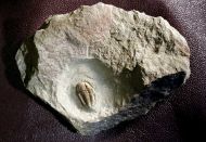 Agerina sp.