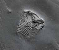 Chotecops sp.