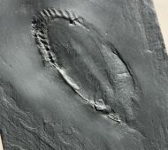 Asteropyge sp.