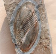 Asaphellus affinis (McCoy, 1849)