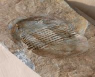 Asaphellus affinis (McCoy, 1849)
