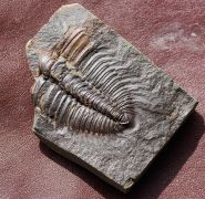 Rejkocephalus rotundatus (Barrande, 1846)