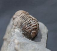 Gerastos  cuvieri (STEININGER, 1831)