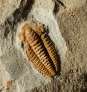 Protolenus (Protolenus) sp.