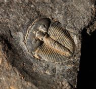 Aulacopleura konincki (BARRANDE, 1846)